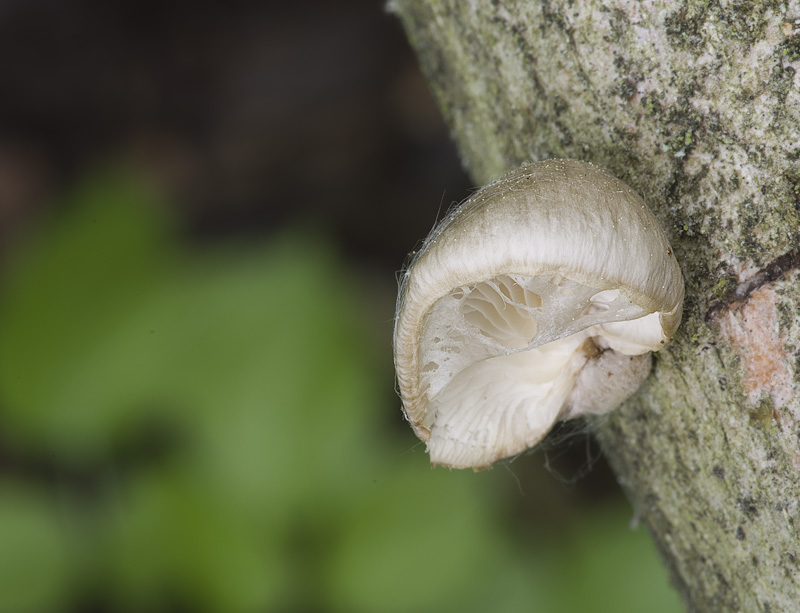 Pleurotus calyptratus